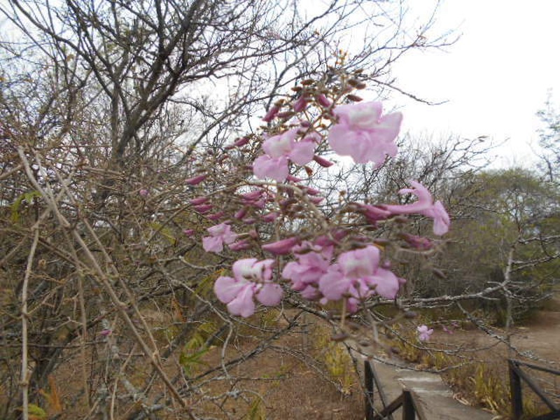 Tanaecium dichotomum photo 3