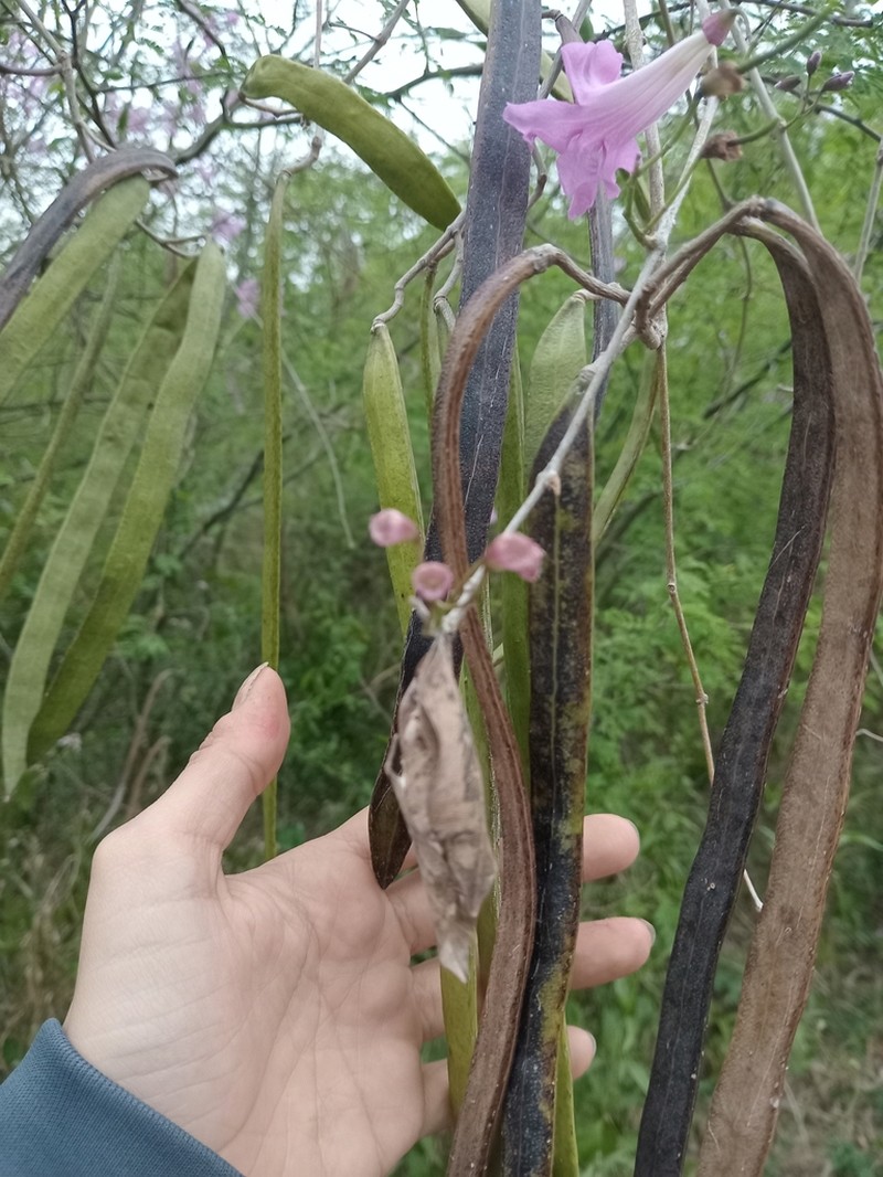 Tanaecium dichotomum photo 4