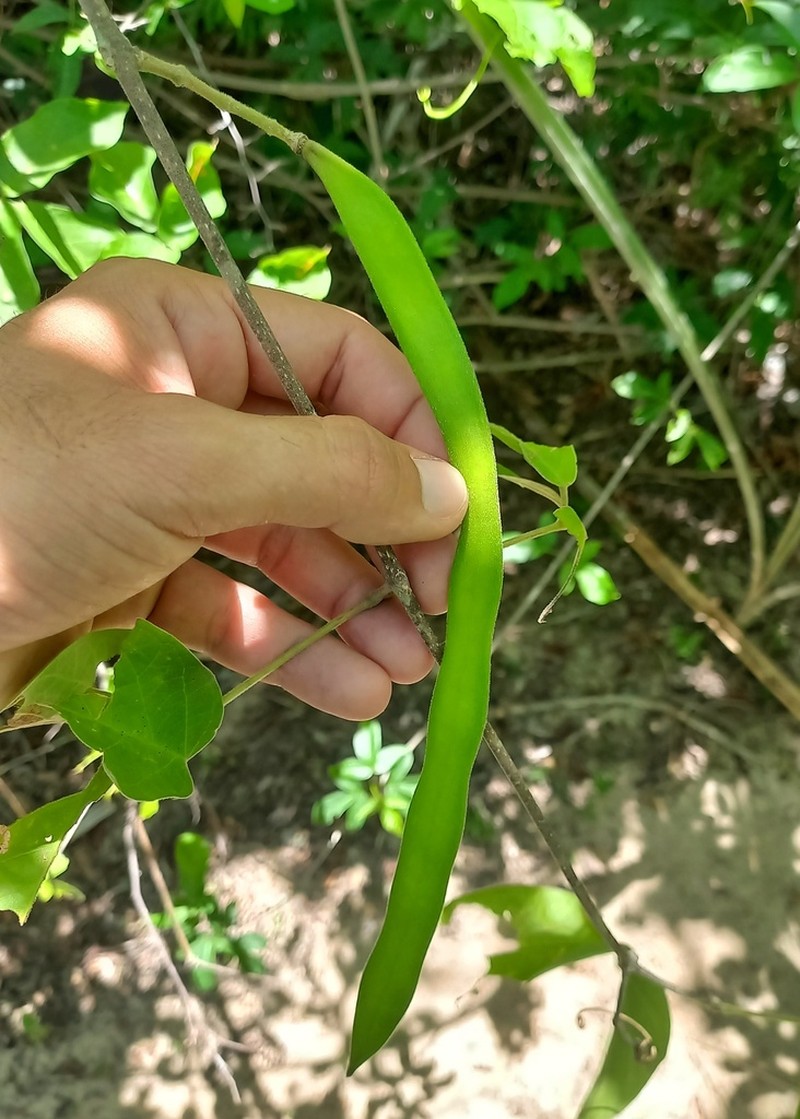 Tanaecium dichotomum photo 5