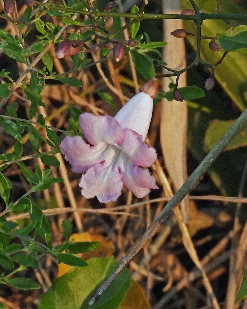Tanaecium dichotomum photo 6