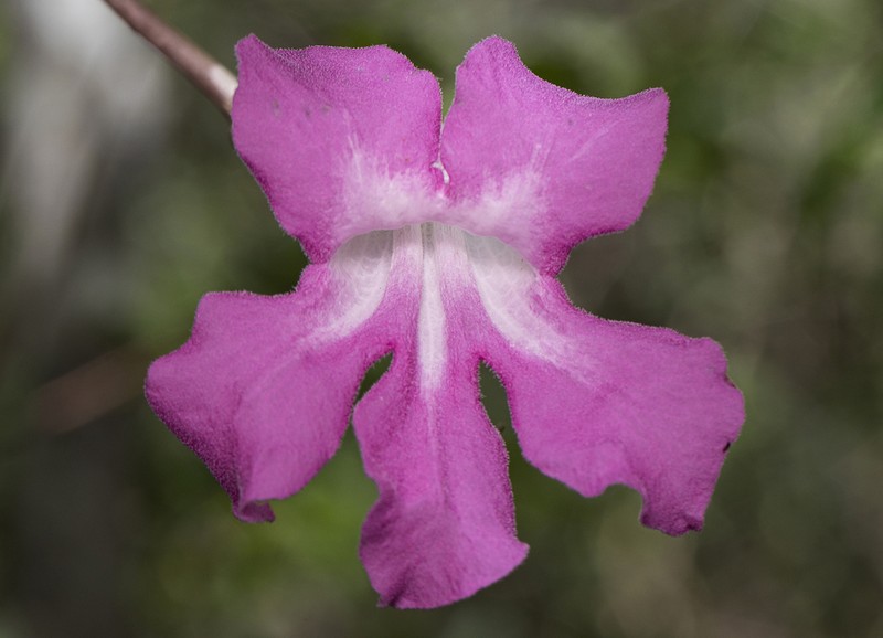 Tanaecium dichotomum photo 7