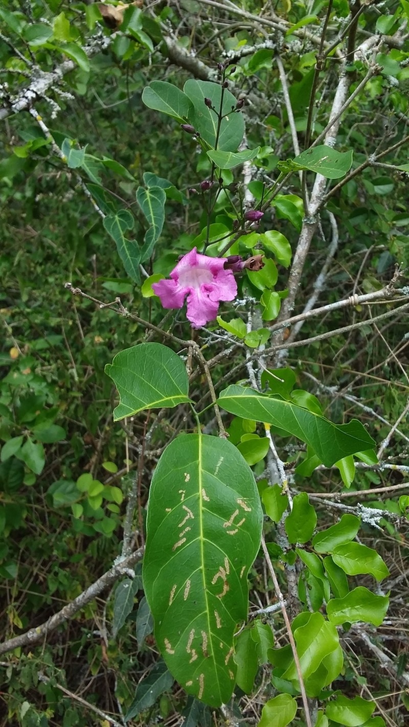 Tanaecium dichotomum photo 8