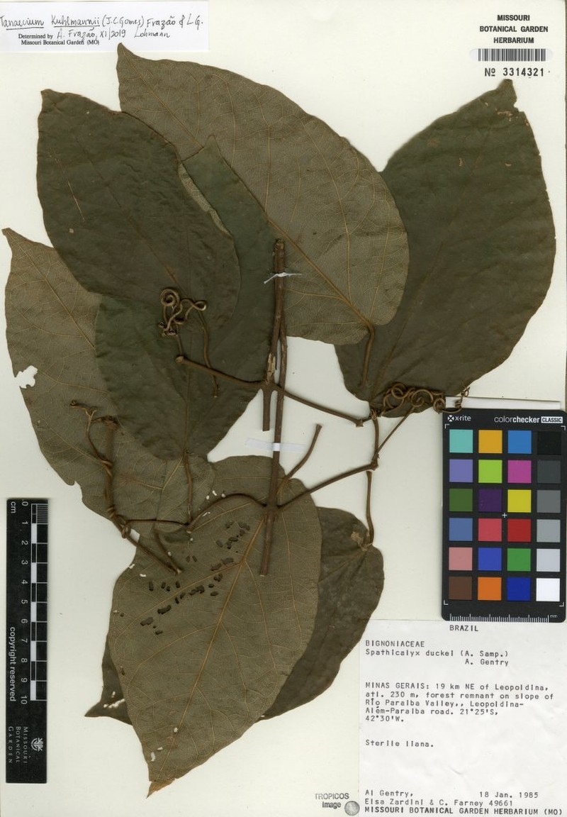 Tanaecium kuhlmannii