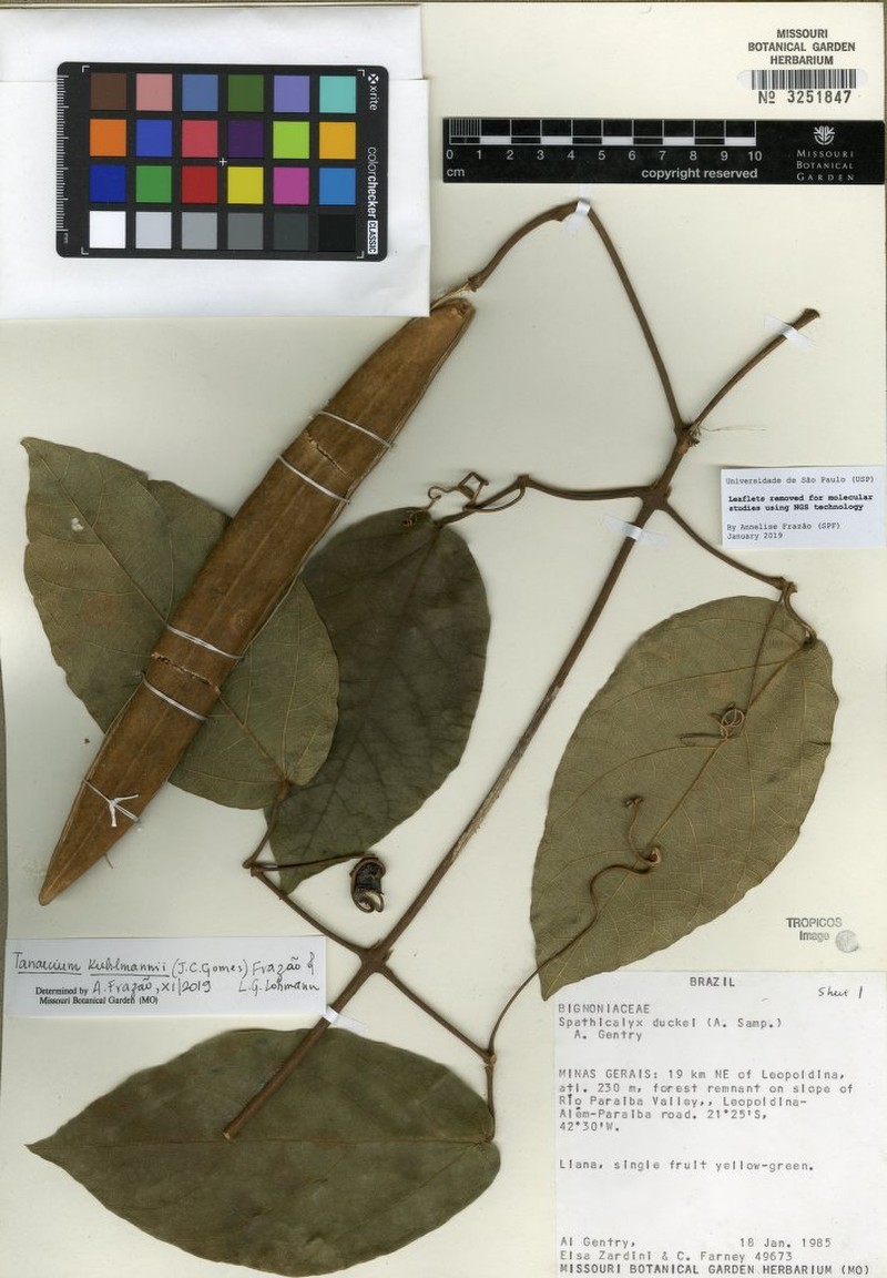 Tanaecium kuhlmannii photo 2