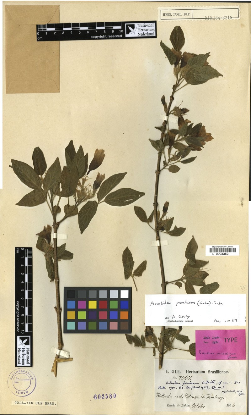 Tanaecium paradoxum