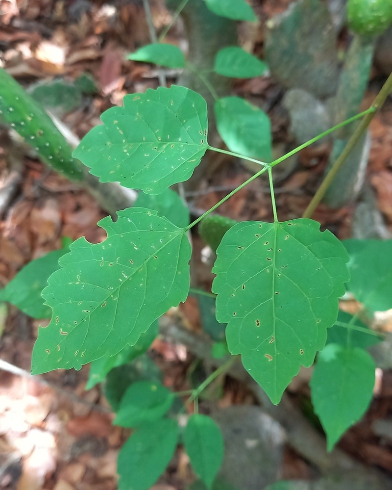 Tanaecium parviflorum