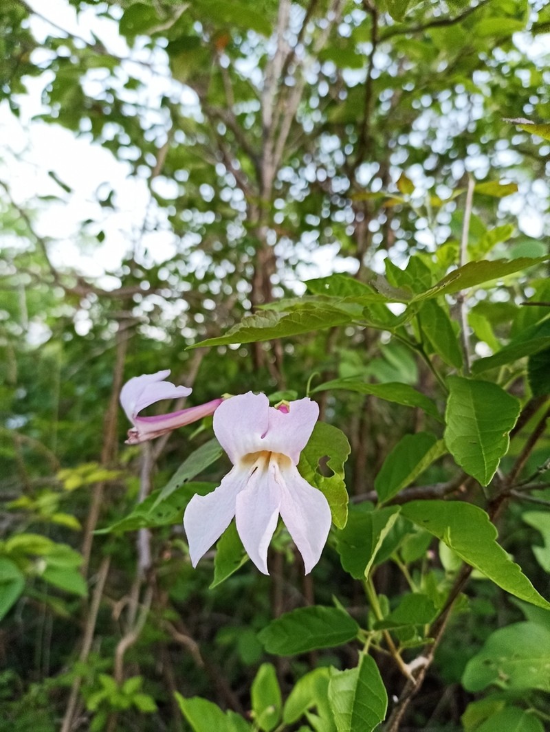 Tanaecium parviflorum photo 2