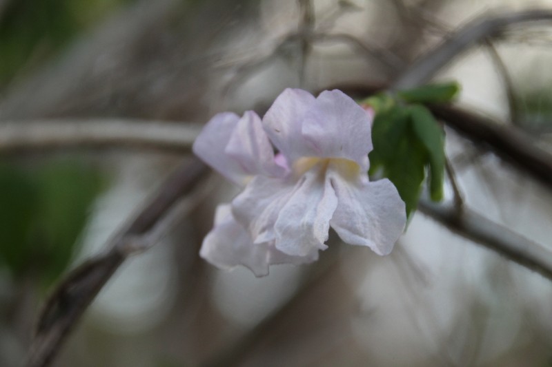 Tanaecium parviflorum photo 3