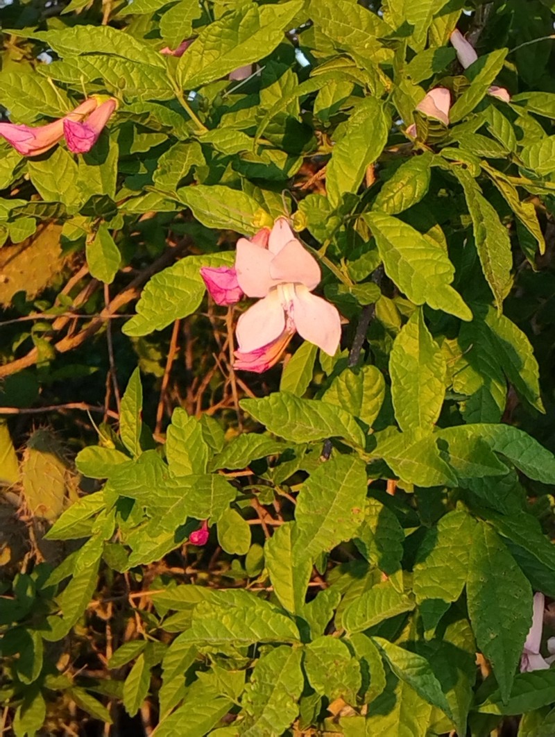 Tanaecium parviflorum photo 4