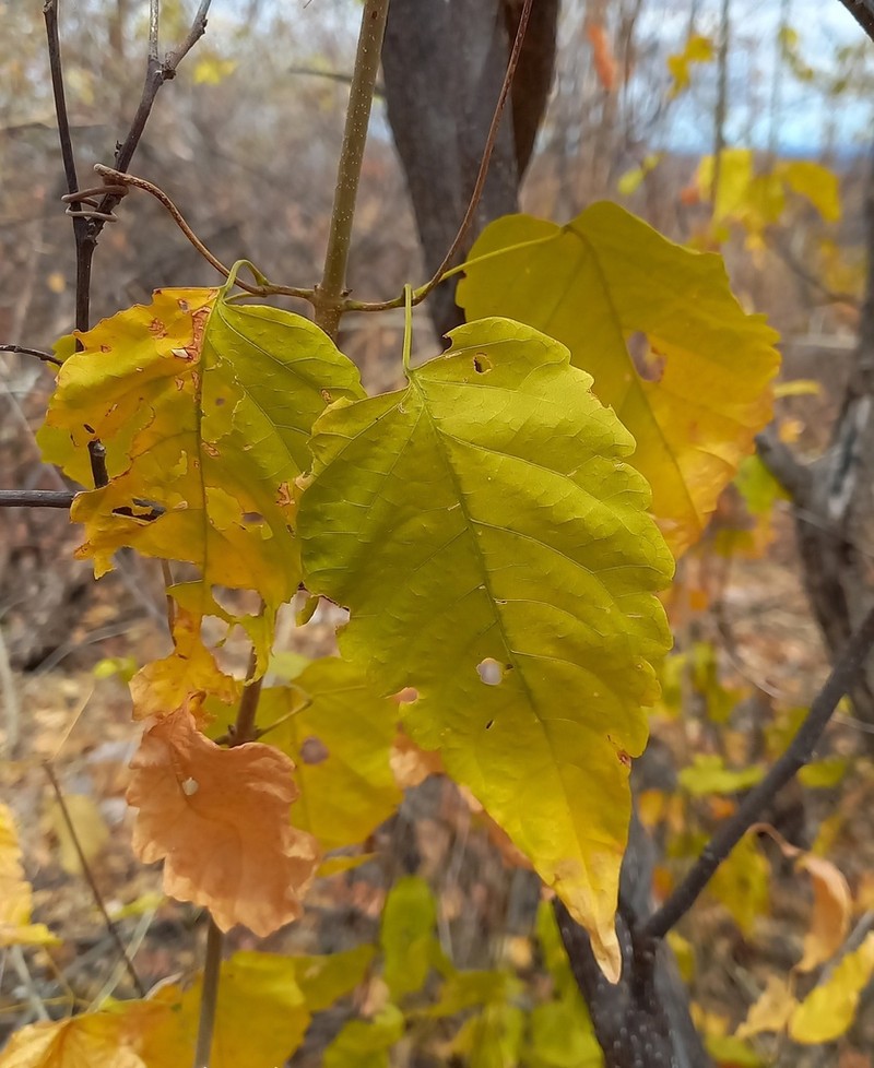 Tanaecium parviflorum photo 5