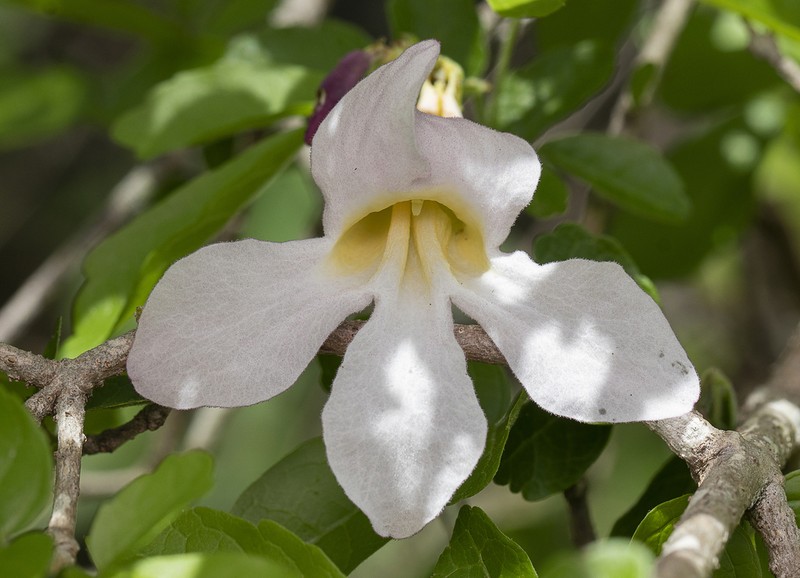Tanaecium parviflorum photo 6