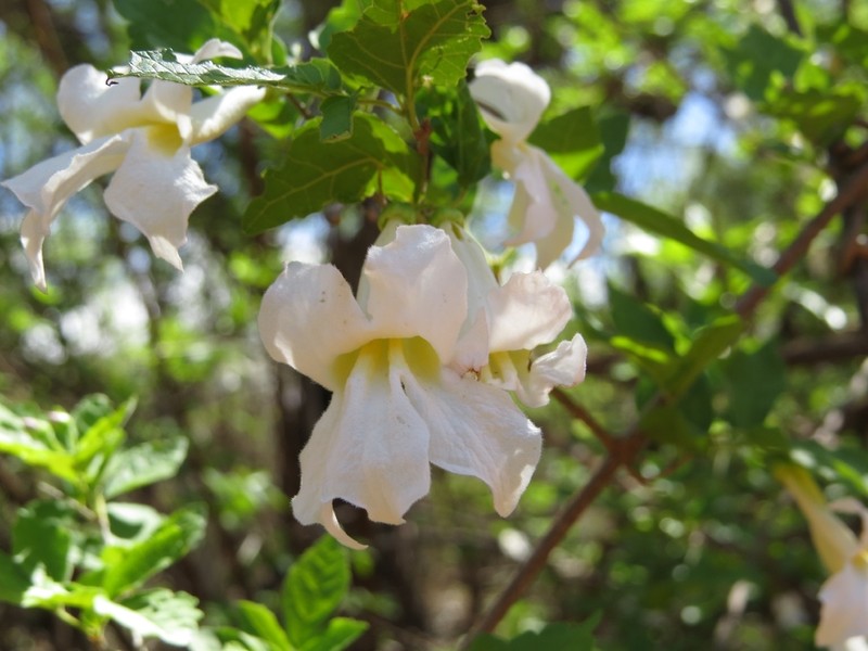 Tanaecium parviflorum photo 7