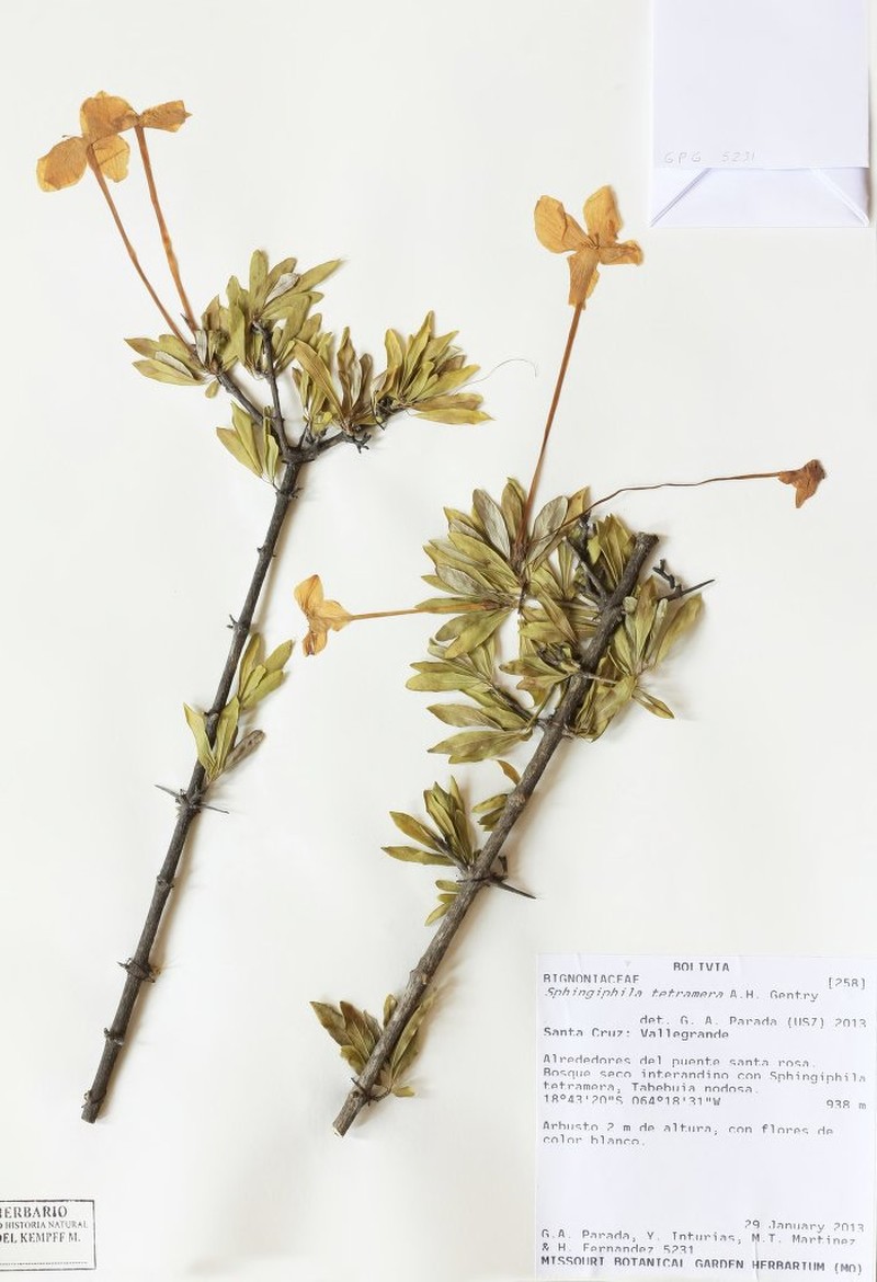 Tanaecium tetramerum