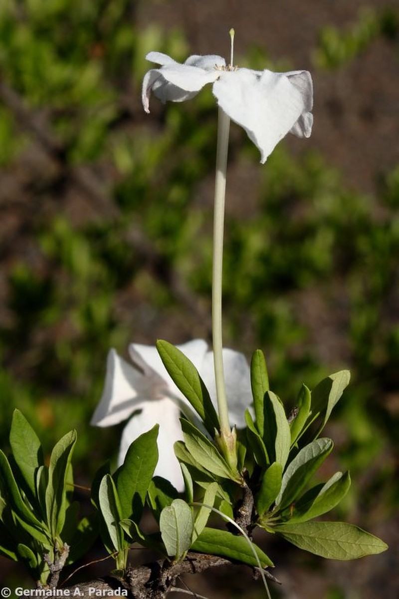 Tanaecium tetramerum photo 2