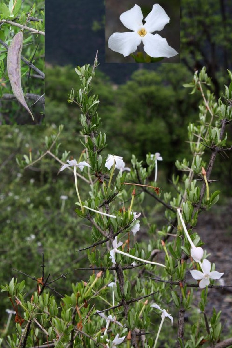 Tanaecium tetramerum photo 3