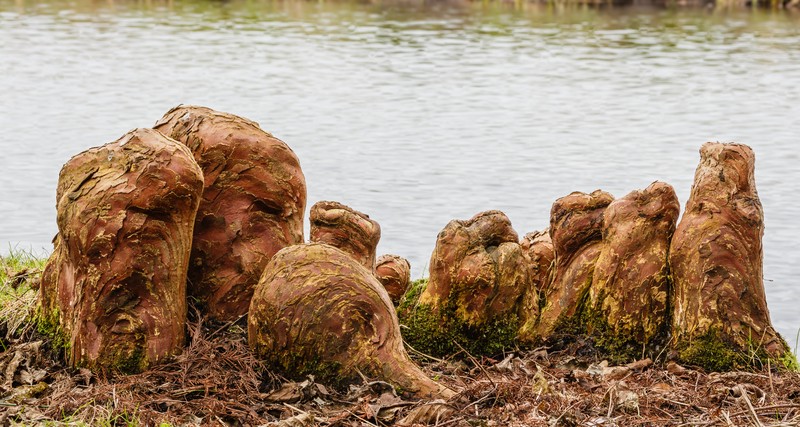 Bald Cypress photo 2