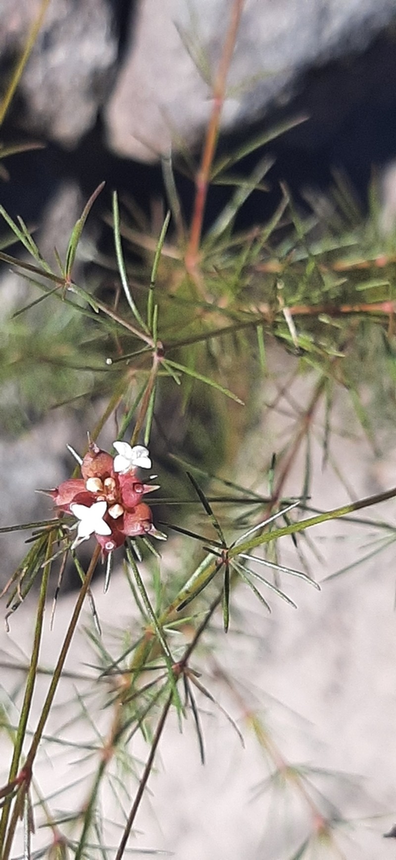 Tapanhuacanga asparagoides