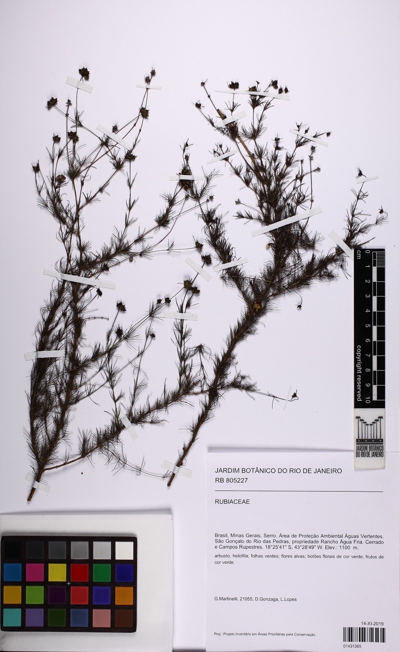Tapanhuacanga asparagoides photo 2