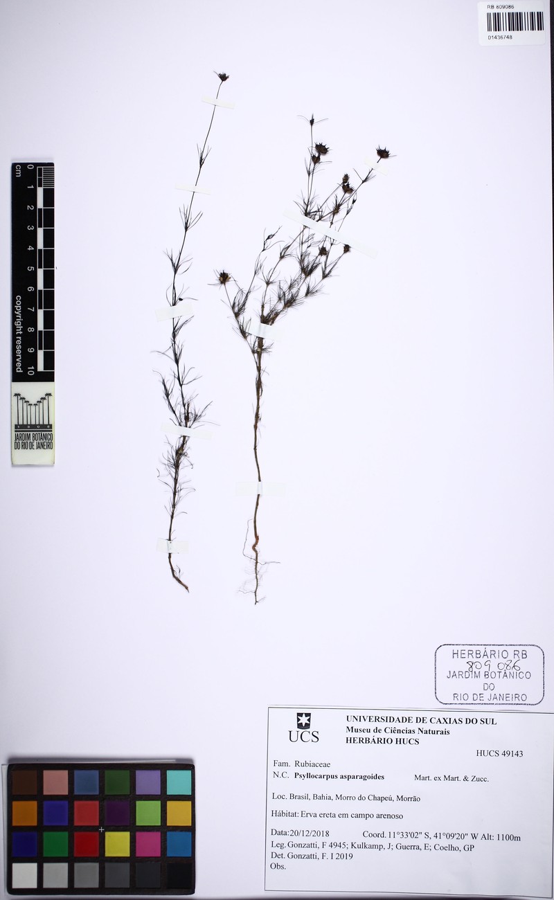 Tapanhuacanga asparagoides photo 3