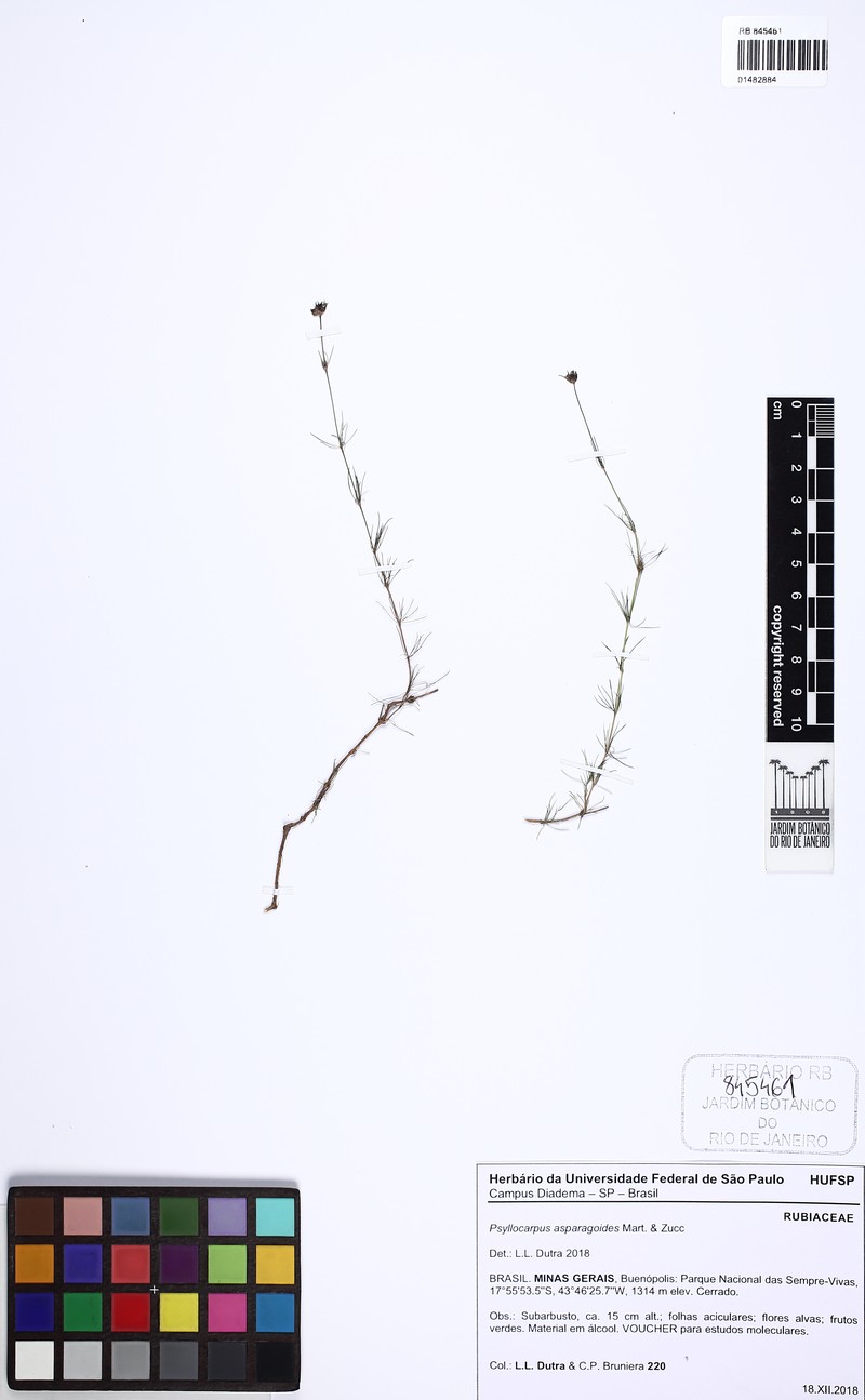 Tapanhuacanga asparagoides photo 4