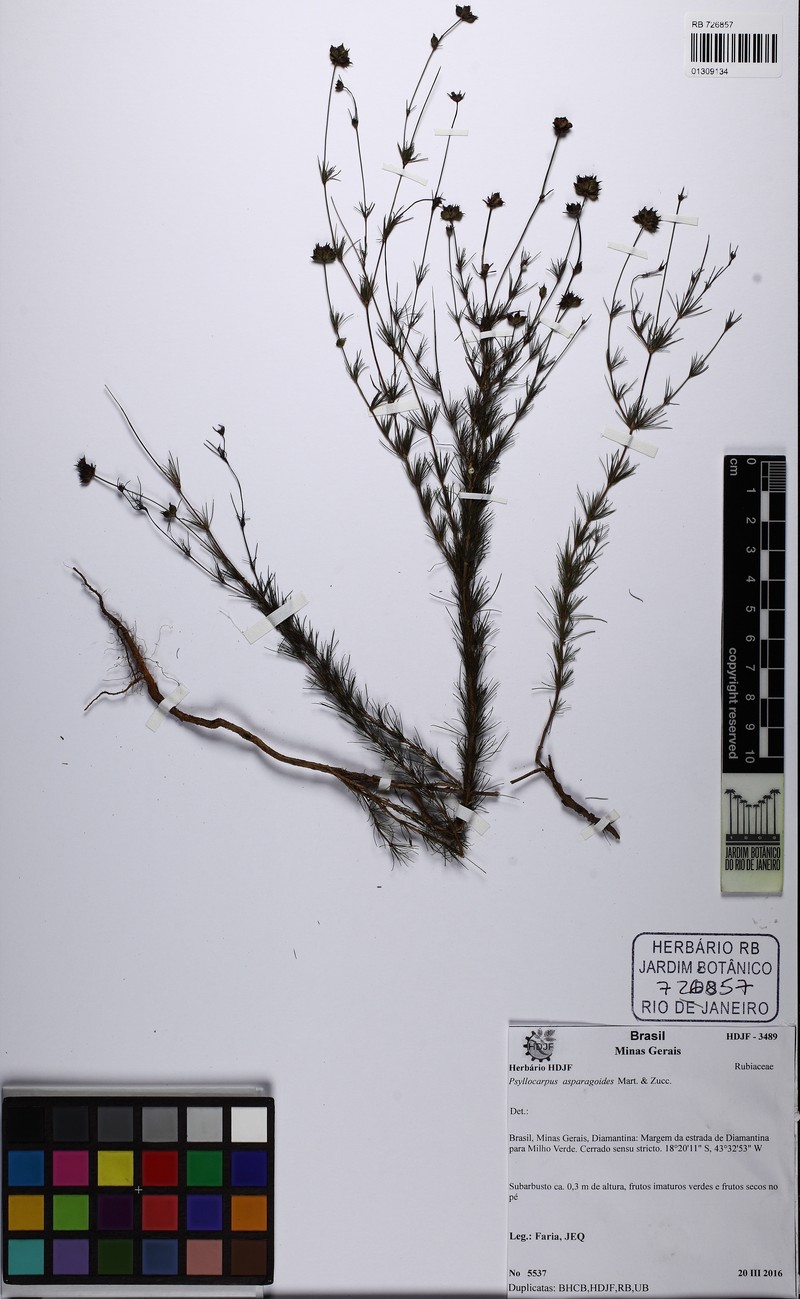 Tapanhuacanga asparagoides photo 5