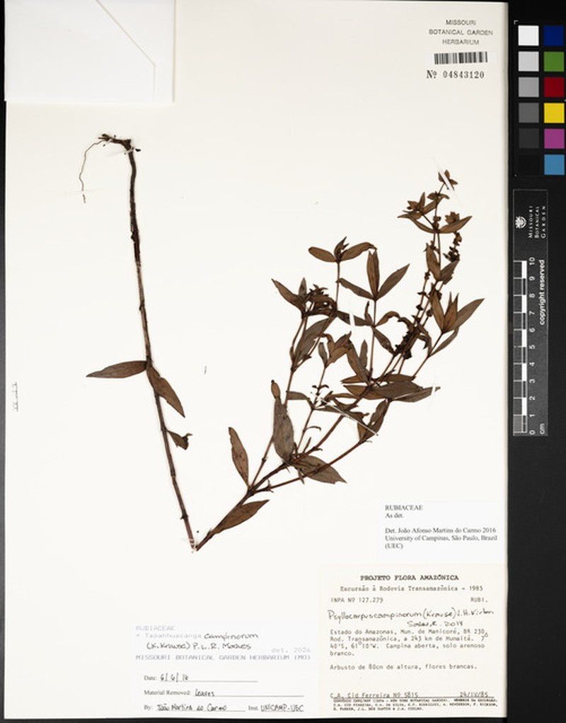 Tapanhuacanga campinorum