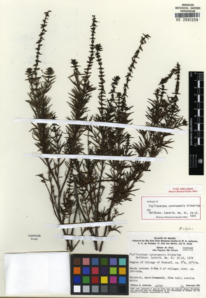 Tapanhuacanga cururuensis