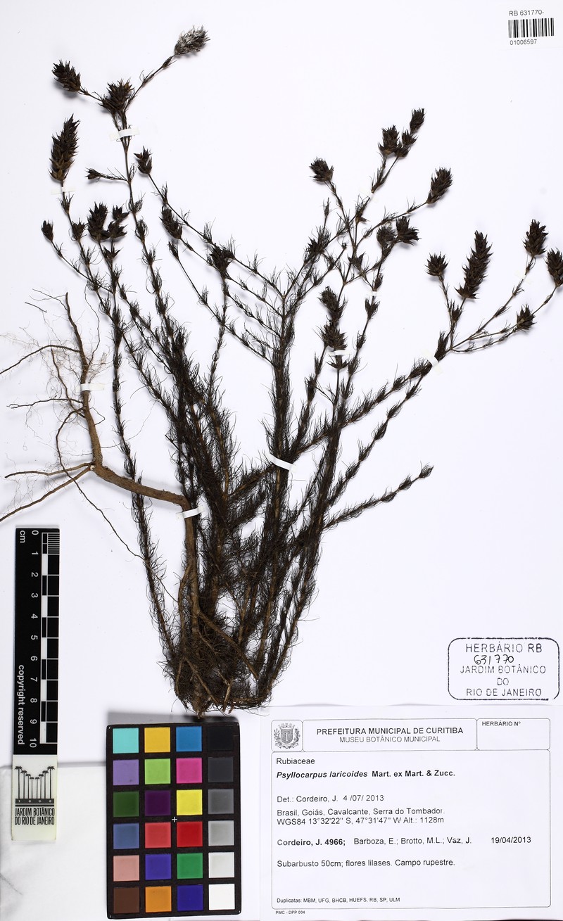 Tapanhuacanga goiasensis