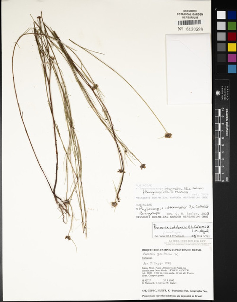 Tapanhuacanga intermedia