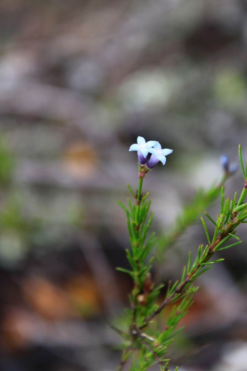 Tapanhuacanga laricoides