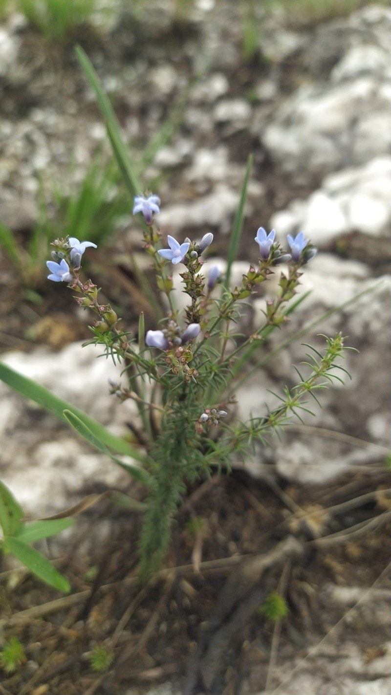 Tapanhuacanga laricoides photo 2