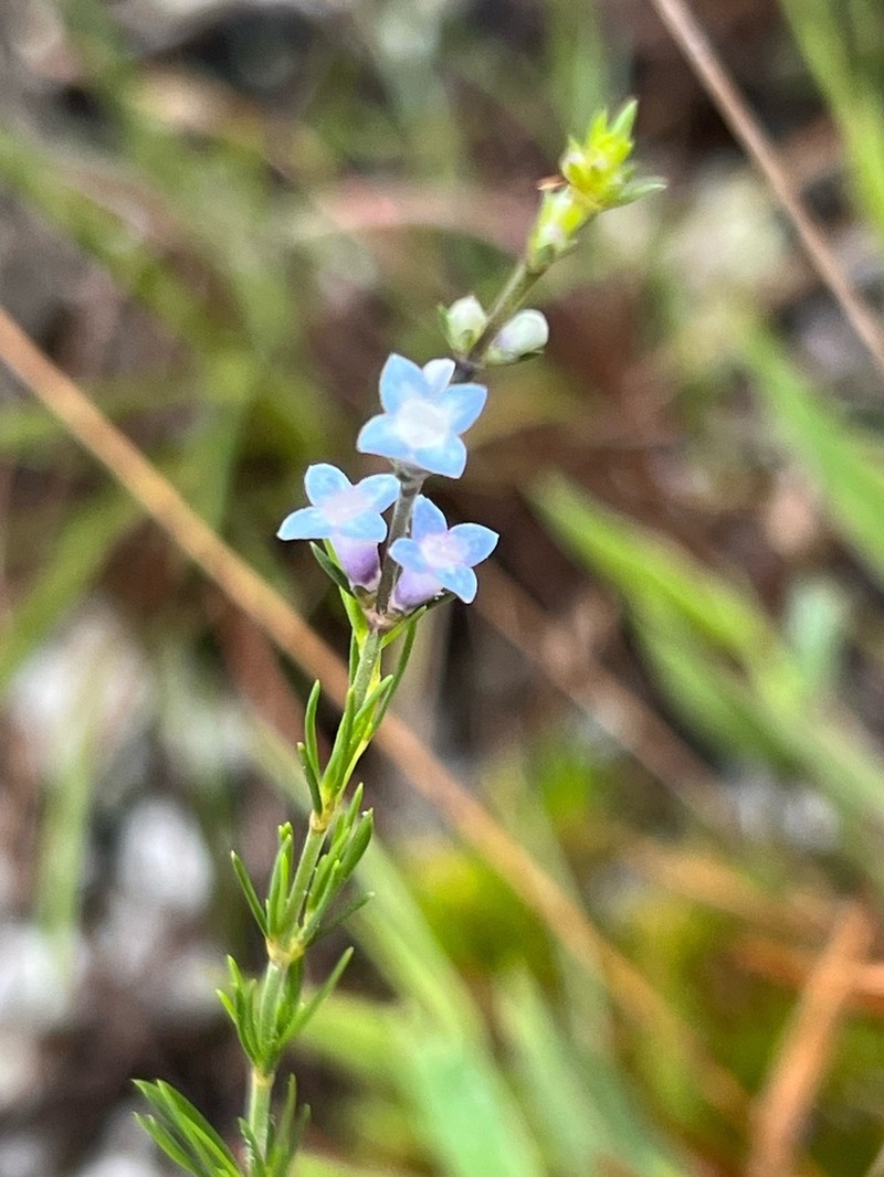 Tapanhuacanga laricoides photo 4