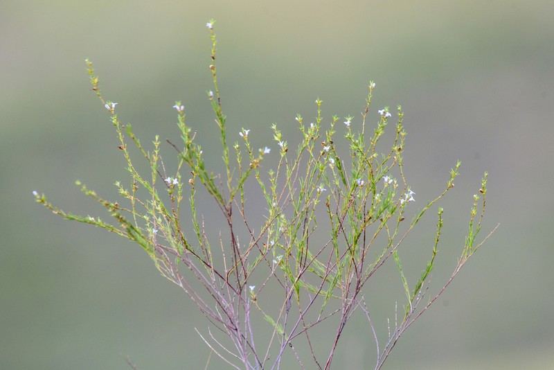 Tapanhuacanga laricoides photo 5