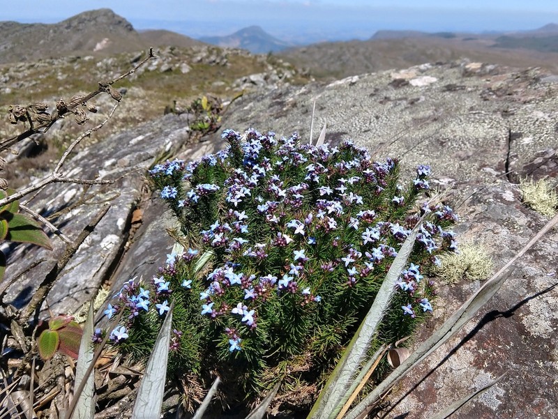 Tapanhuacanga laricoides photo 6