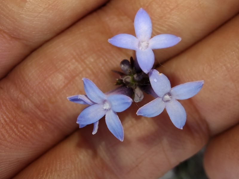 Tapanhuacanga laricoides photo 7