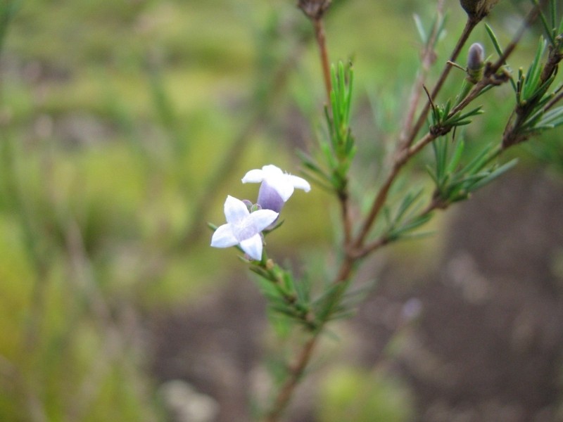 Tapanhuacanga laricoides photo 8