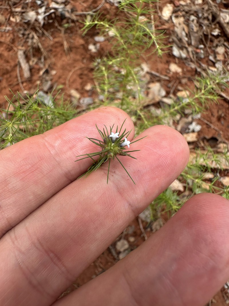 Tapanhuacanga phyllocephala