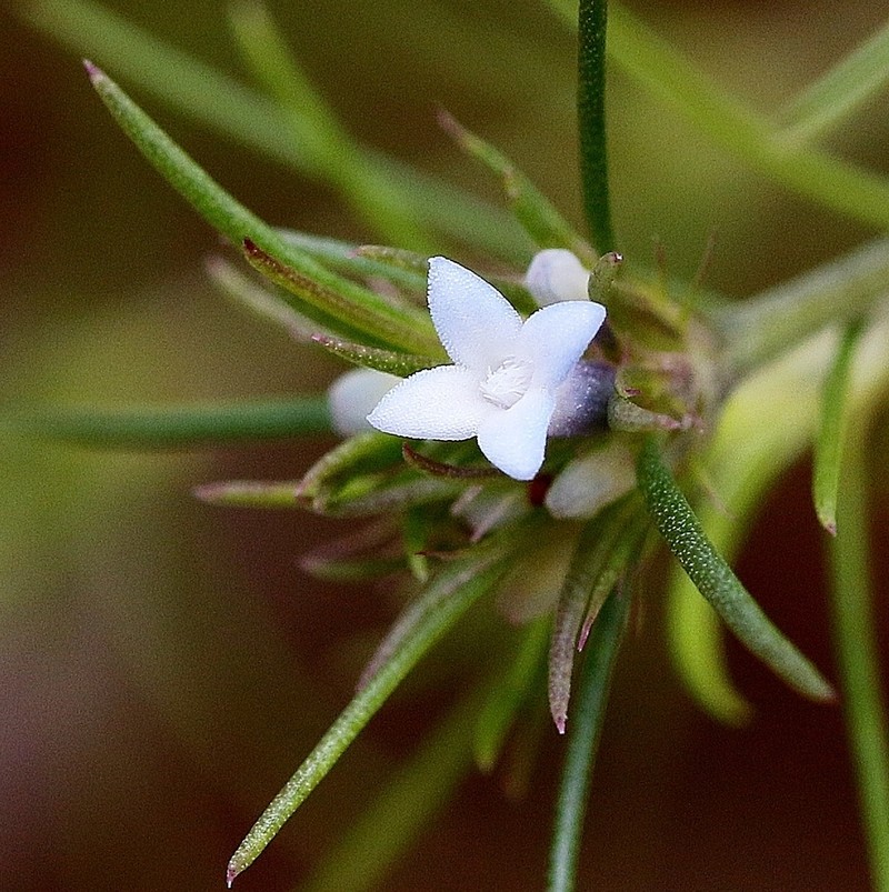 Tapanhuacanga phyllocephala photo 2