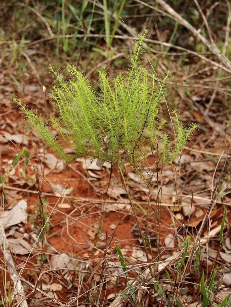 Tapanhuacanga phyllocephala photo 3