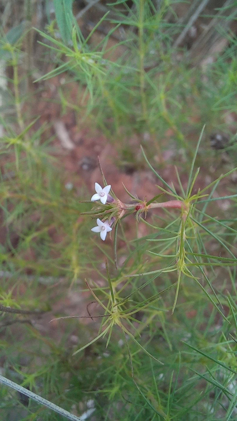 Tapanhuacanga phyllocephala photo 4