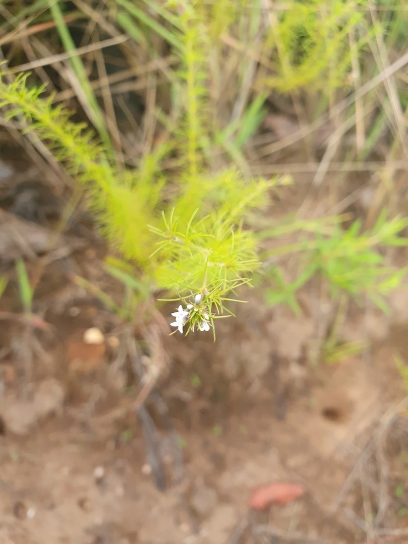 Tapanhuacanga phyllocephala photo 5