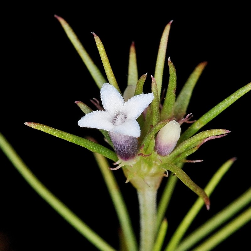 Tapanhuacanga phyllocephala photo 6