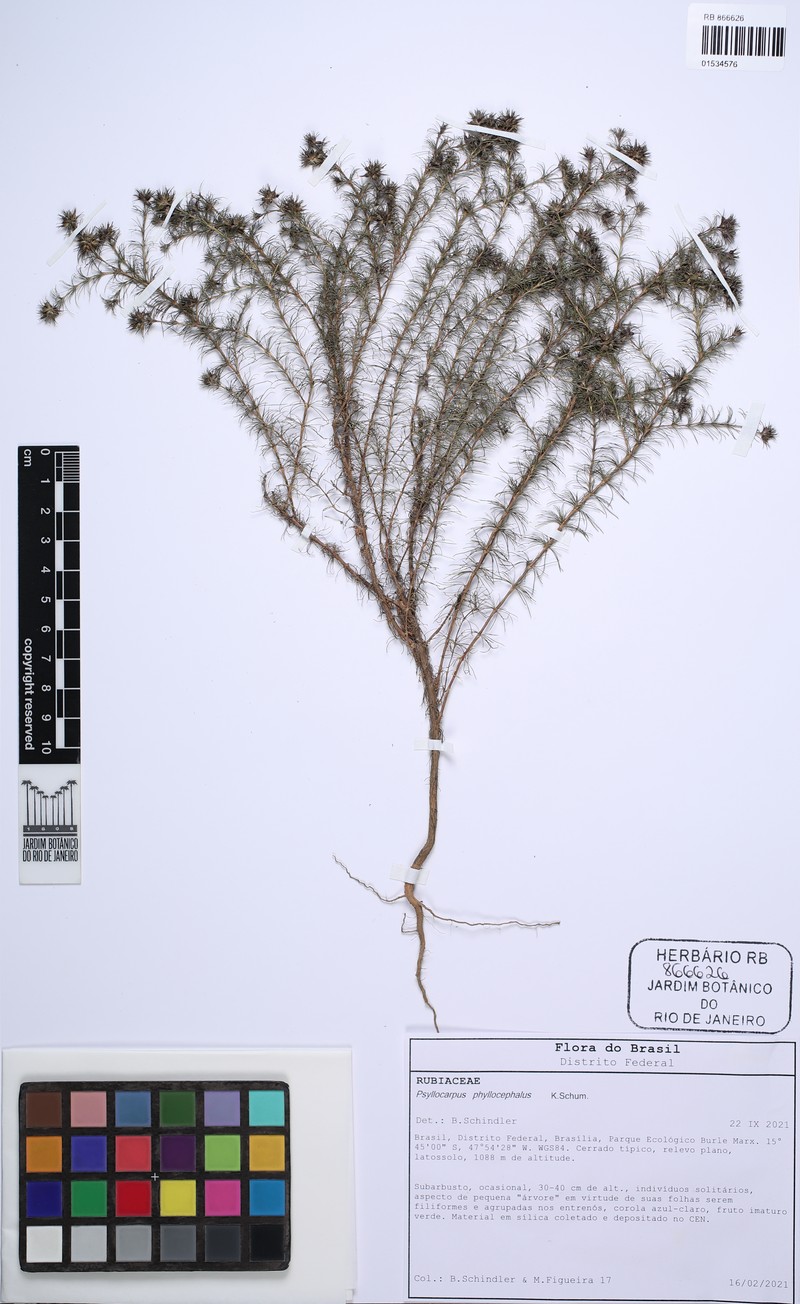 Tapanhuacanga phyllocephala photo 8