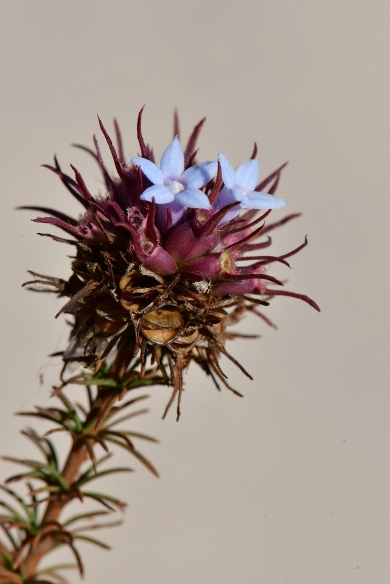 Tapanhuacanga scatignae