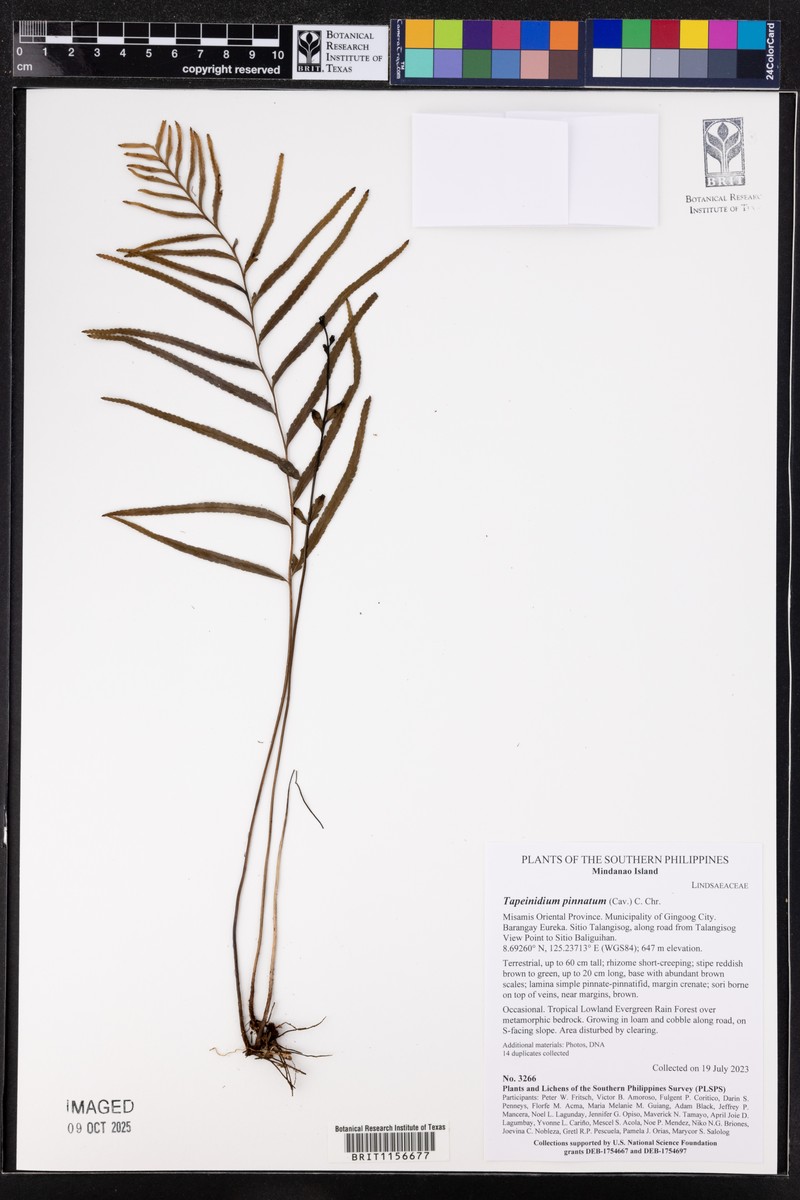 Tapeinidium acuminatum photo 2