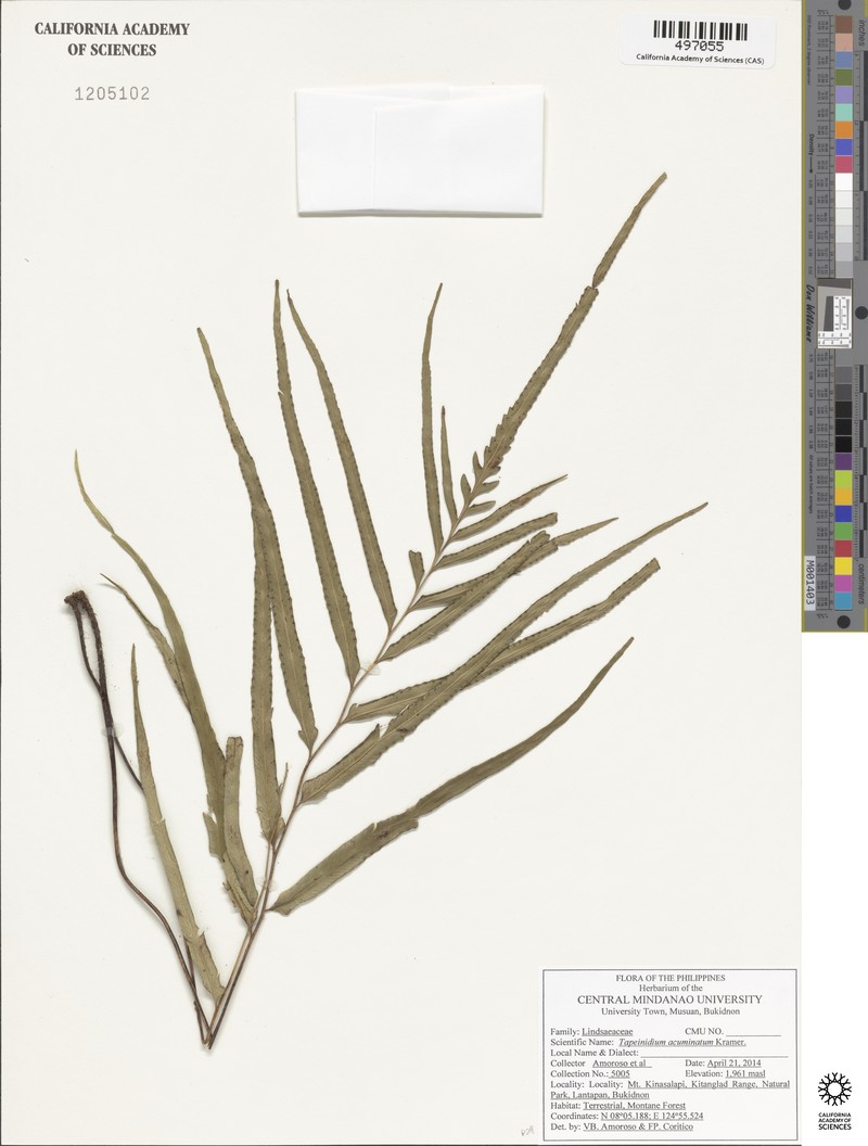 Tapeinidium acuminatum photo 3