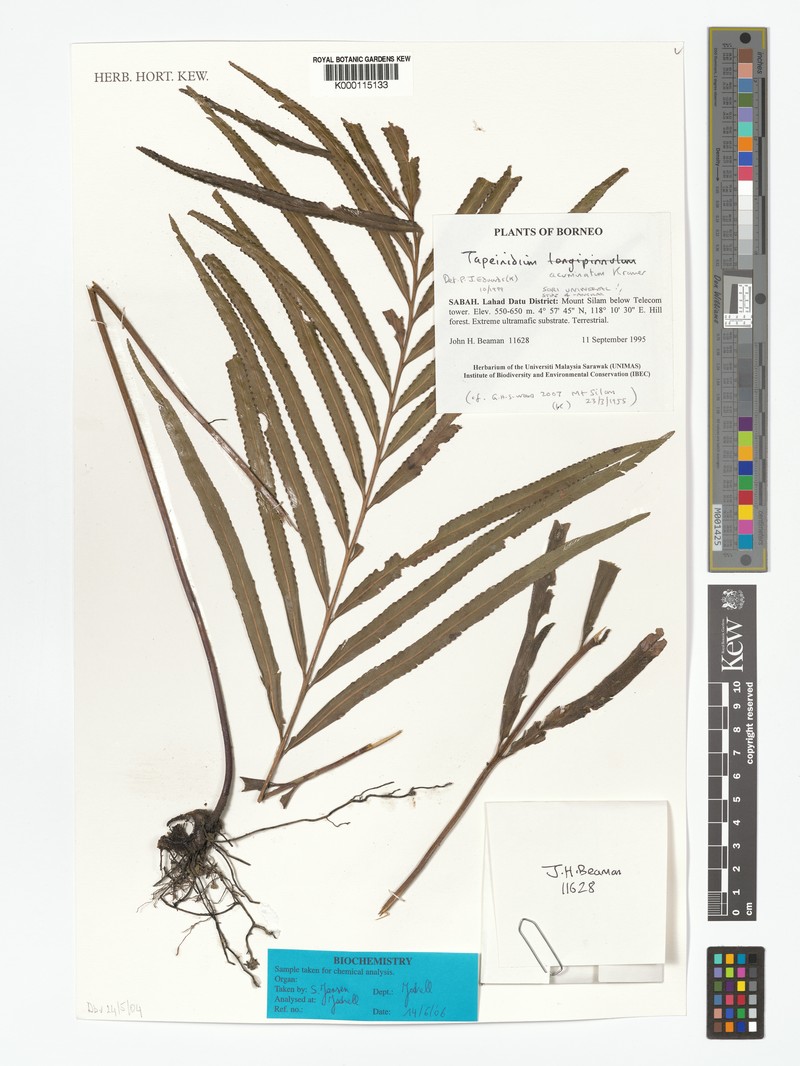 Tapeinidium acuminatum photo 4