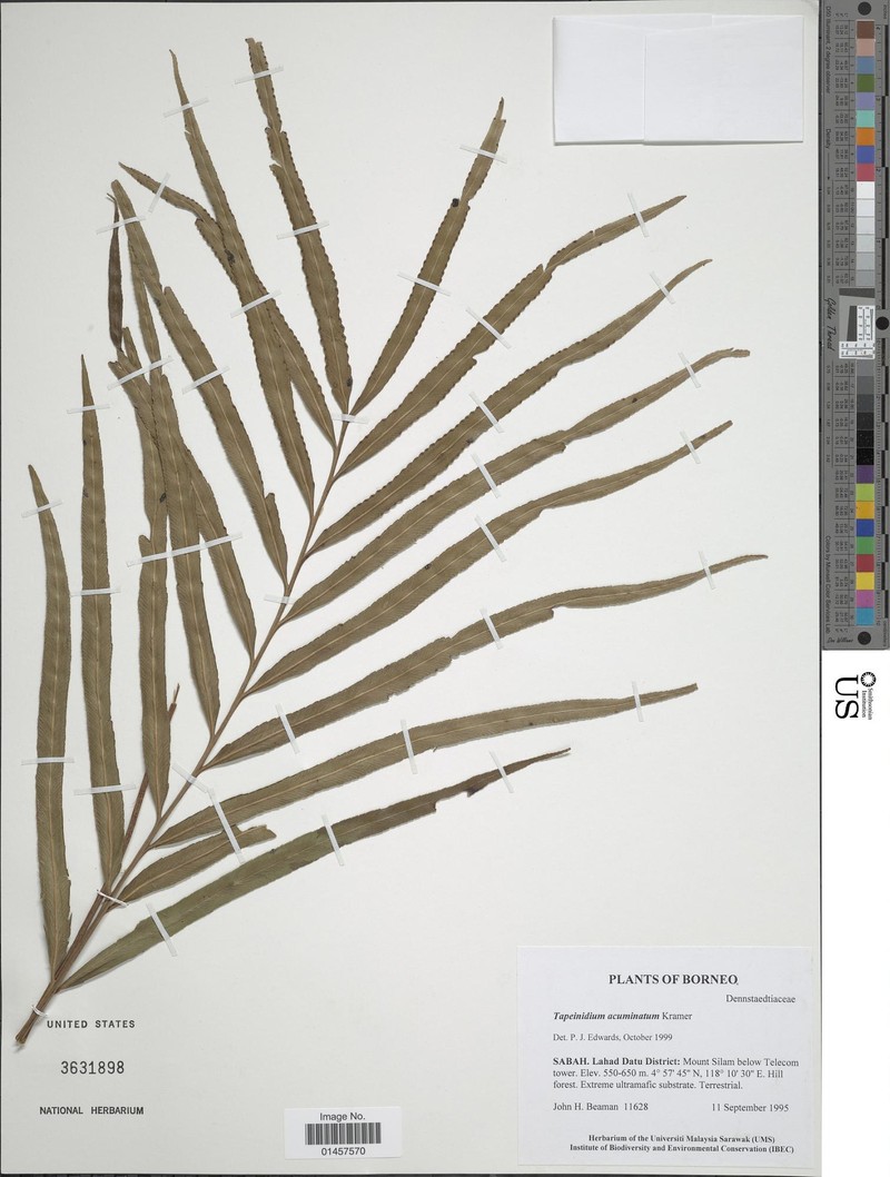 Tapeinidium acuminatum photo 5