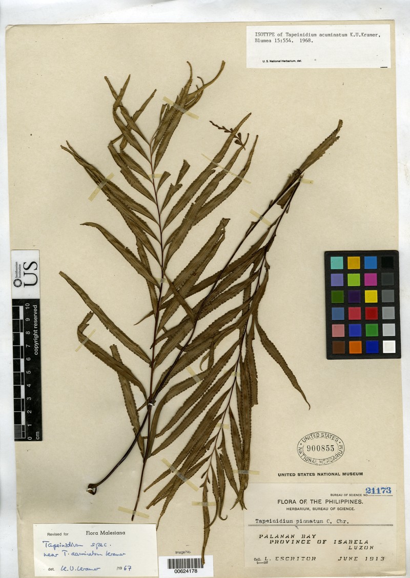 Tapeinidium acuminatum