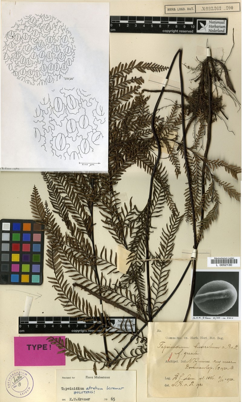 Tapeinidium atratum